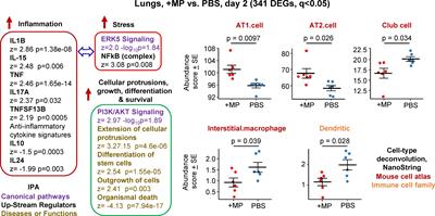 Microplastics dysregulate innate immunity in the SARS-CoV-2 infected lung